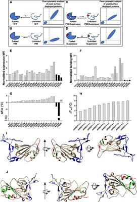 A Stabilized, Monomeric, Receptor Binding Domain Elicits High-Titer Neutralizing Antibodies Against All SARS-CoV-2 Variants of Concern